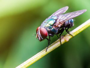 Екологични продукти