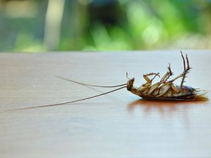 Инсектициди