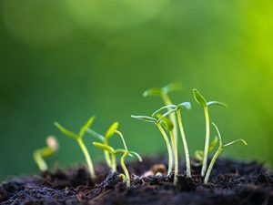 Листни торове