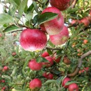 Apple Orchard ready for harvest. Mornig shot after the rain
