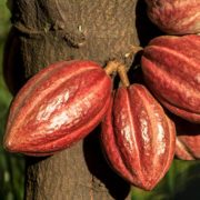 cacao