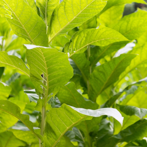 Pitunia seedlings in plastic flower pots from above
