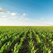 Pitunia seedlings in plastic flower pots from above