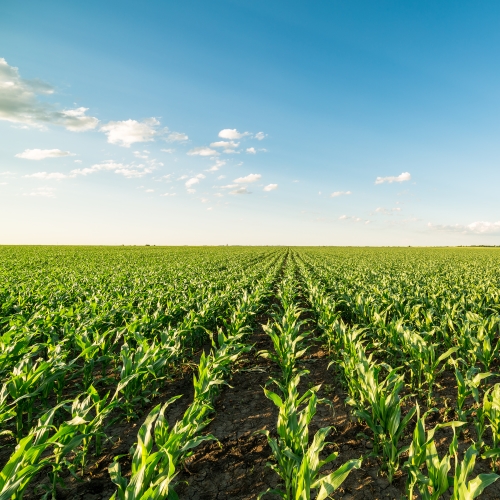 Pitunia seedlings in plastic flower pots from above