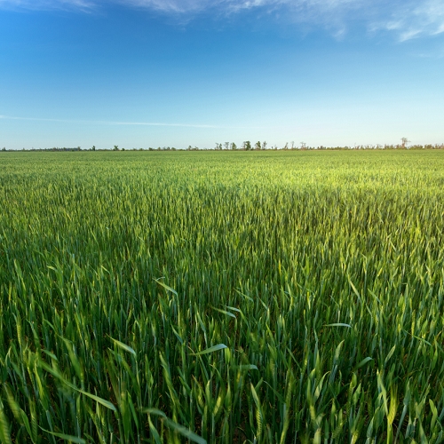 Pitunia seedlings in plastic flower pots from above
