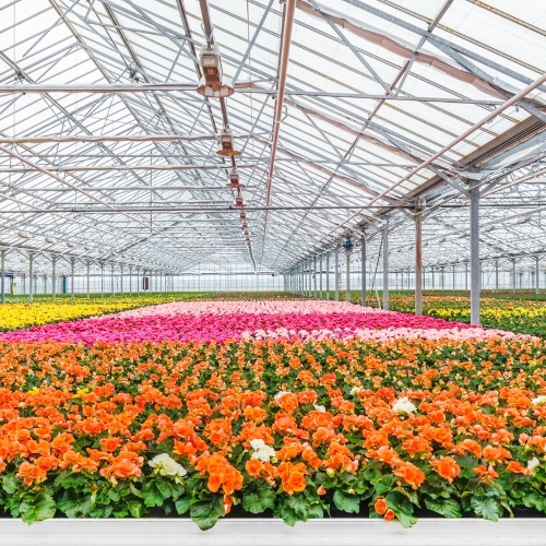 Pitunia seedlings in plastic flower pots from above