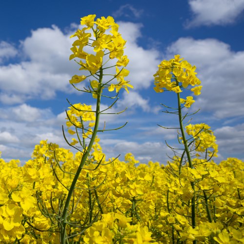 Pitunia seedlings in plastic flower pots from above