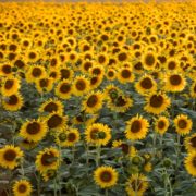 Pitunia seedlings in plastic flower pots from above