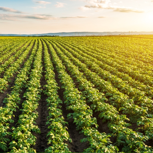 Pitunia seedlings in plastic flower pots from above
