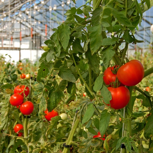 Pitunia seedlings in plastic flower pots from above
