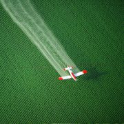 Pitunia seedlings in plastic flower pots from above