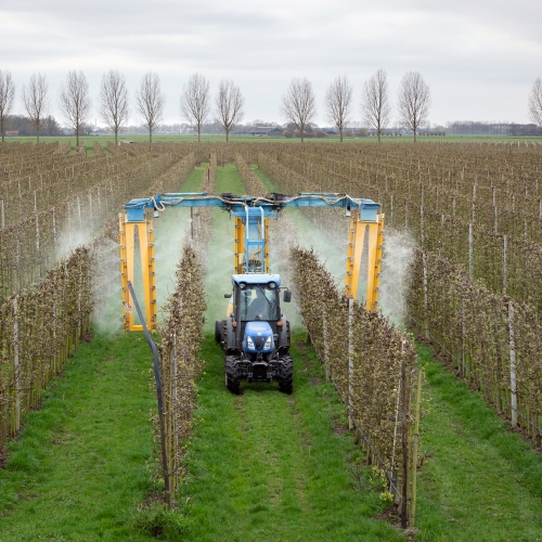 Pitunia seedlings in plastic flower pots from above