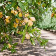 Pitunia seedlings in plastic flower pots from above