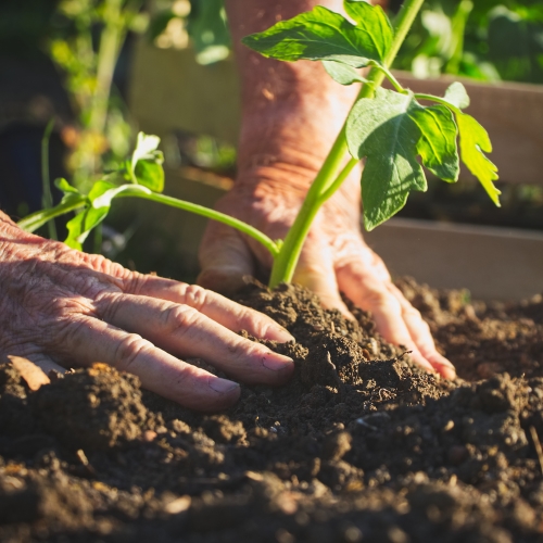 Pitunia seedlings in plastic flower pots from above