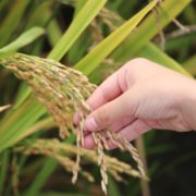 Pitunia seedlings in plastic flower pots from above