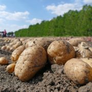 Pitunia seedlings in plastic flower pots from above