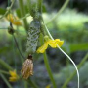 Pitunia seedlings in plastic flower pots from above