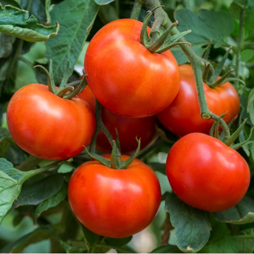 Pitunia seedlings in plastic flower pots from above