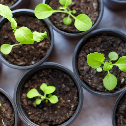 Pitunia seedlings in plastic flower pots from above