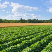 Pitunia seedlings in plastic flower pots from above