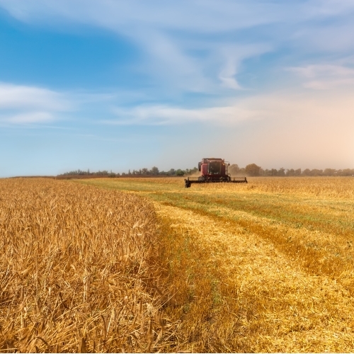 Pitunia seedlings in plastic flower pots from above