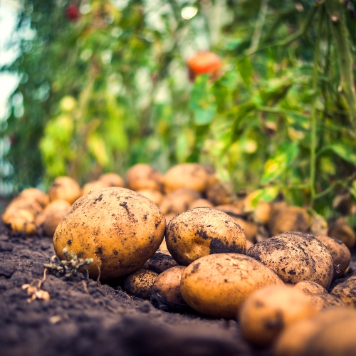 Pitunia seedlings in plastic flower pots from above