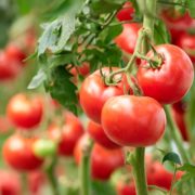 Pitunia seedlings in plastic flower pots from above