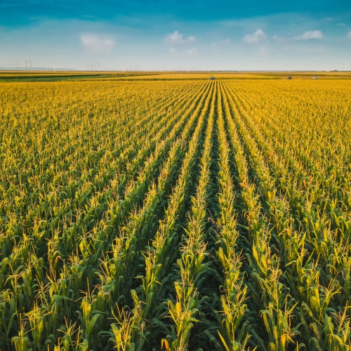 Pitunia seedlings in plastic flower pots from above