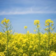 Pitunia seedlings in plastic flower pots from above