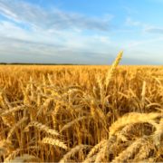 Pitunia seedlings in plastic flower pots from above