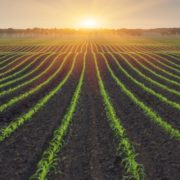 Pitunia seedlings in plastic flower pots from above