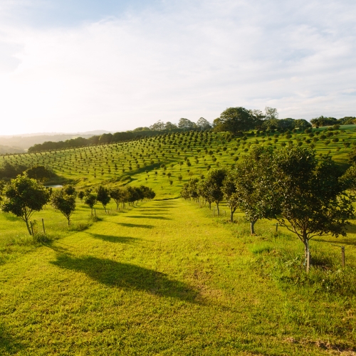 Pitunia seedlings in plastic flower pots from above