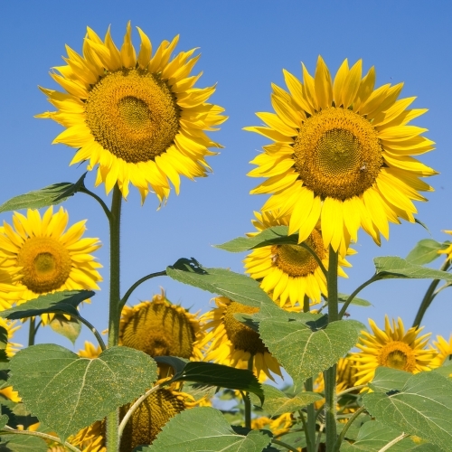 Pitunia seedlings in plastic flower pots from above