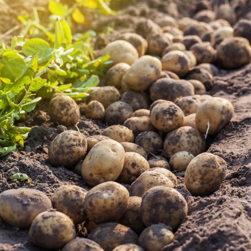 Pitunia seedlings in plastic flower pots from above