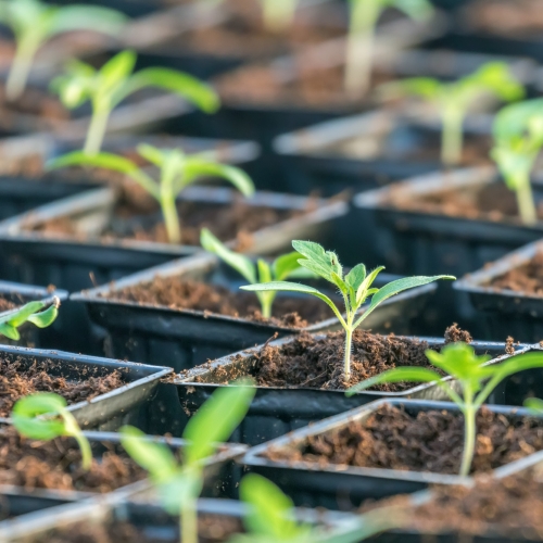 Pitunia seedlings in plastic flower pots from above