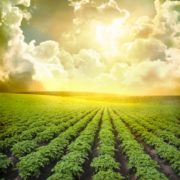 Pitunia seedlings in plastic flower pots from above