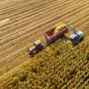 Pitunia seedlings in plastic flower pots from above
