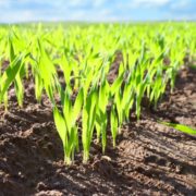 Pitunia seedlings in plastic flower pots from above