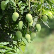 Pitunia seedlings in plastic flower pots from above