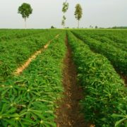Pitunia seedlings in plastic flower pots from above