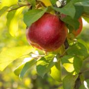 Pitunia seedlings in plastic flower pots from above