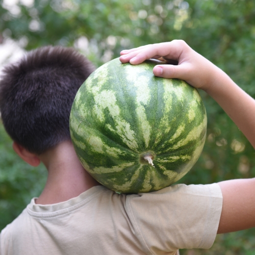 Pitunia seedlings in plastic flower pots from above