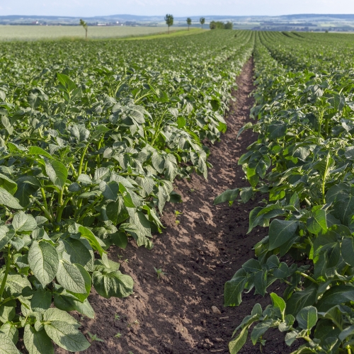 Pitunia seedlings in plastic flower pots from above