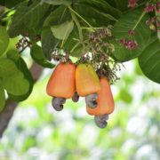 Pitunia seedlings in plastic flower pots from above