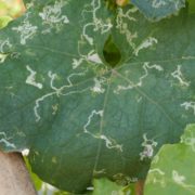 Pitunia seedlings in plastic flower pots from above