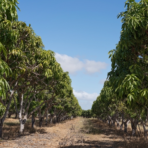 Pitunia seedlings in plastic flower pots from above