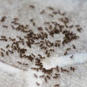 Pitunia seedlings in plastic flower pots from above