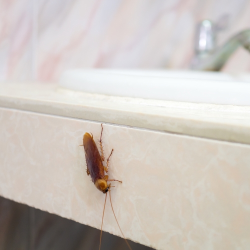 Pitunia seedlings in plastic flower pots from above