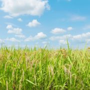 Pitunia seedlings in plastic flower pots from above