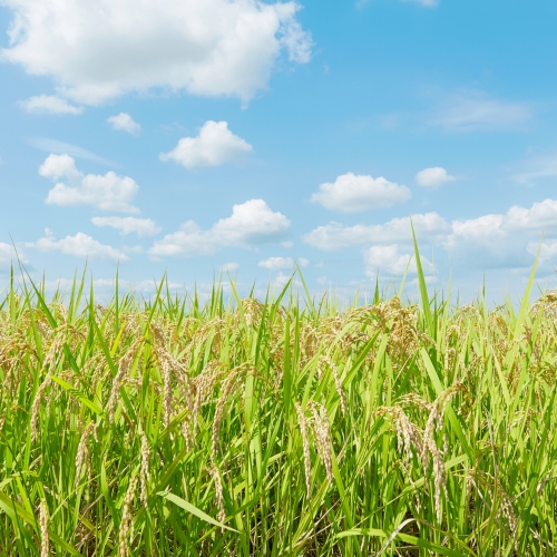 Pitunia seedlings in plastic flower pots from above